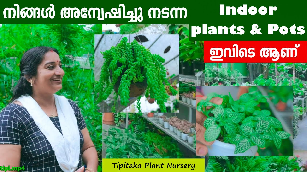 നിങ്ങൾ അന്വേഷിച്ചു നടന്ന Indoor Plants & Pots  വൻ കളക്ഷൻസ് കണ്ടാലോ ? |  Tipitaka Plant Nursery