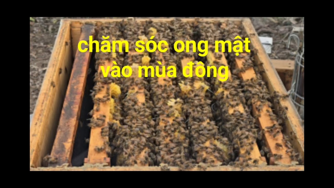 chăm sóc ong mật vào mùa đông