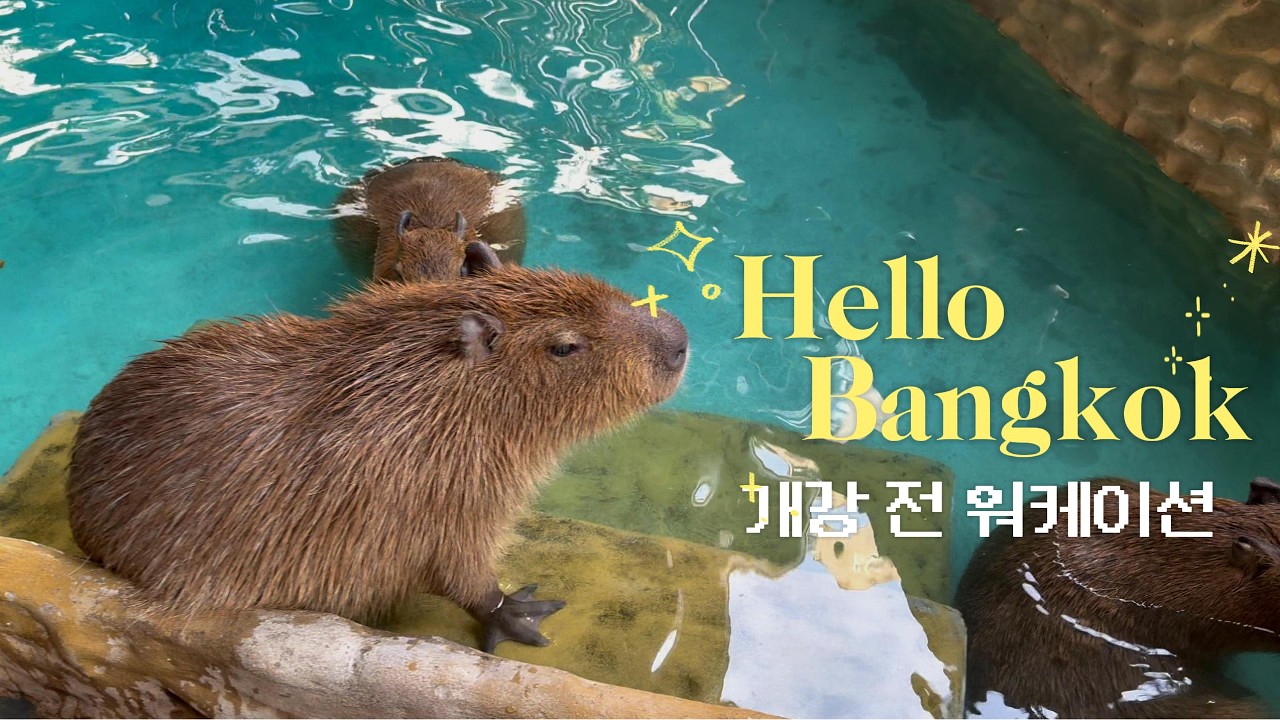 태국 방콕 워케이션🇹🇭  (ft.재택)| 연세대 심리과학대학원 개강전 책 읽기 | 에까마이 카피바라 미어캣 카페 최고