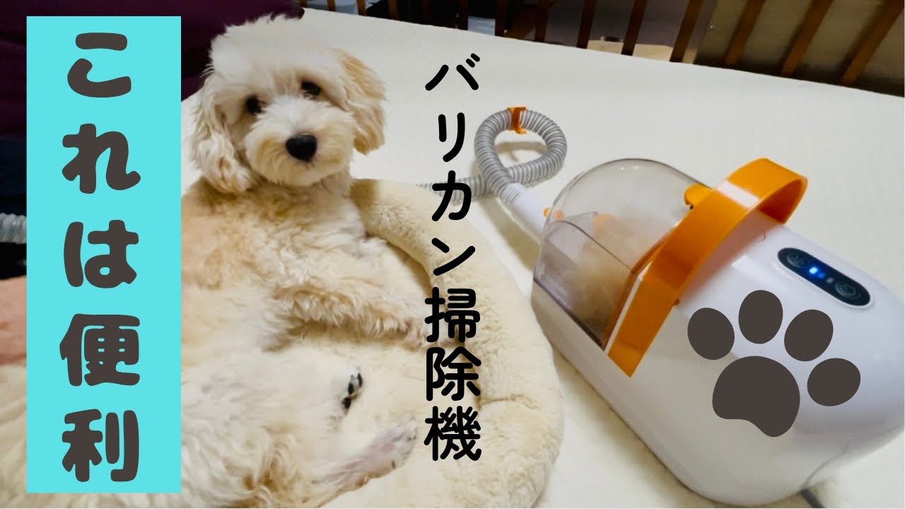 【マルプー】バリカン掃除機使ってみた！！