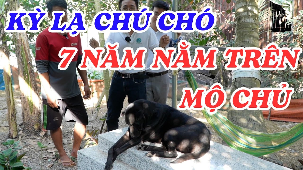 Chú chó trung thành nhất Việt Nam 7 năm vẫn nằm bên chủ - ĐỘC LẠ BÌNH DƯƠNG