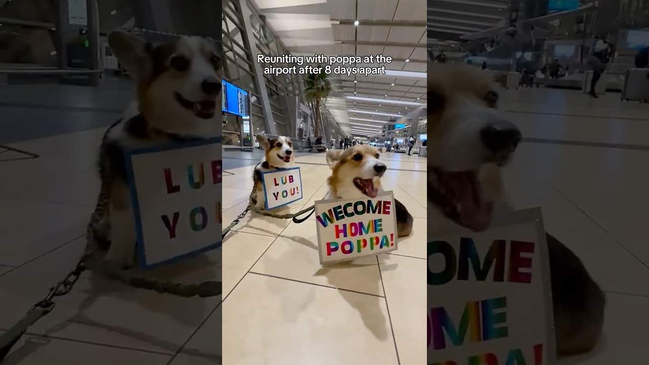 Corgis reunite with poppa at the airport