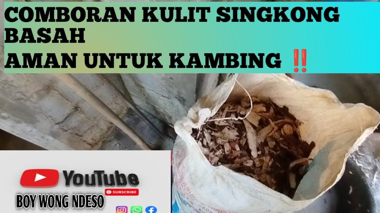 COMBORAN KULIT SINGKONG BASAH TERNYATA AMAN UNTUK KAMBING 