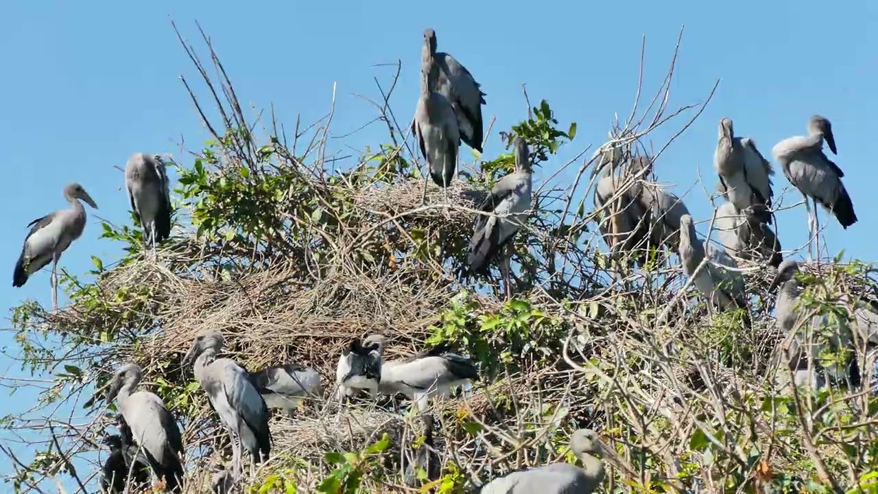 Mystery Of Bird Life Living at Flooded Forest  In The Beautiful World  the 00190