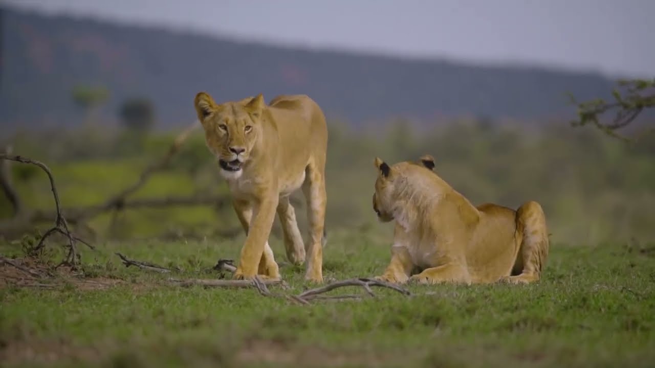 Safari Music 🎵 - African Music 🎵, African Savannah for Relax, Study & Ambience