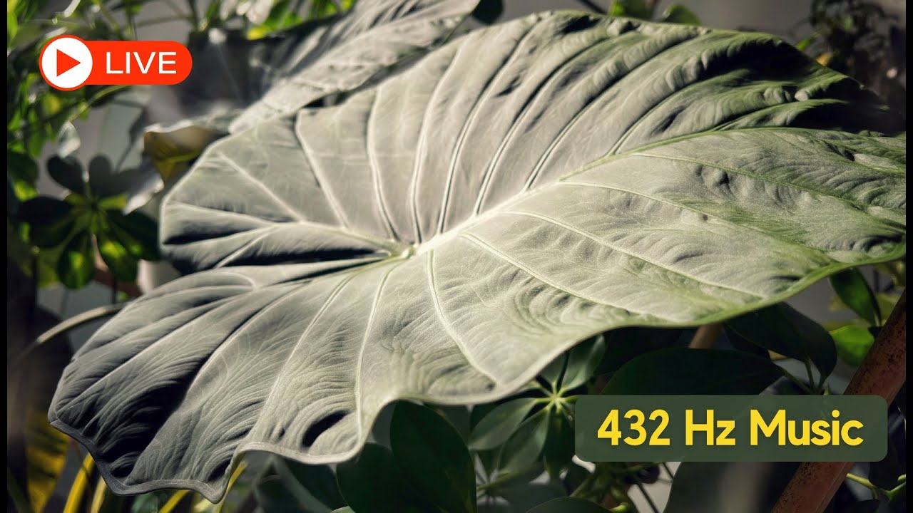 🔴 LIVE 🌱 432 Hz Music for Plants & Plant Lovers | Relax, Grow & Heal