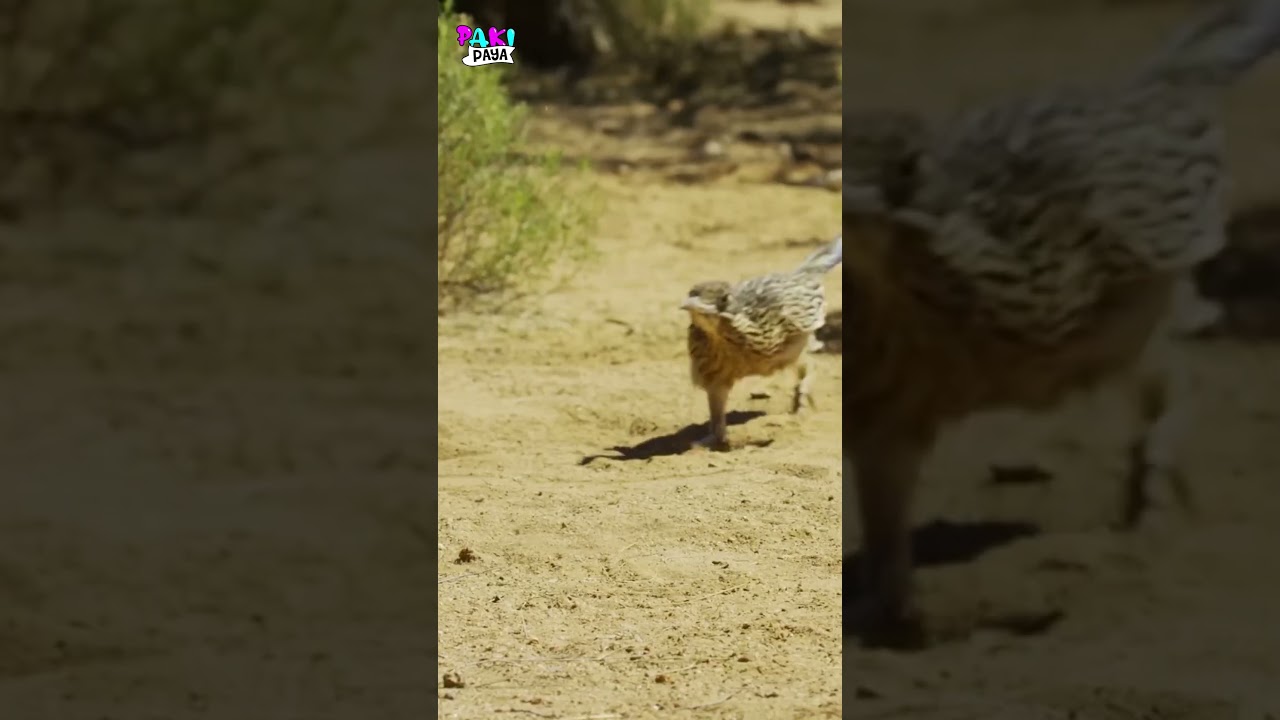 &iexcl;El Verdadero Correcaminos! 💨💨 #roadrunner #viral #shorts
