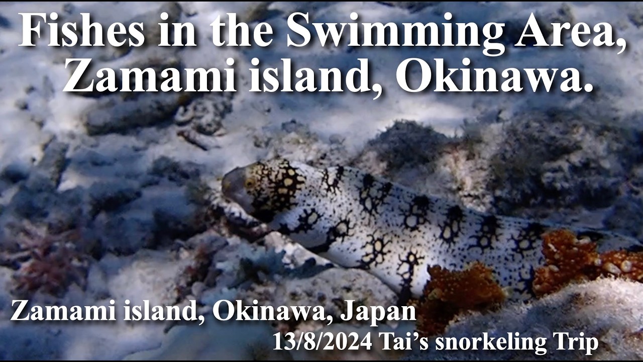 【#106 Tai’s Snorkeling Journey 】Snorkeling inside of restriction area in Ama Beach, Zamami island.