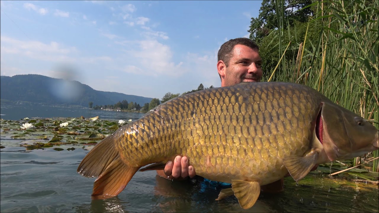 Karpfenfischen am Ossiacher See 2018