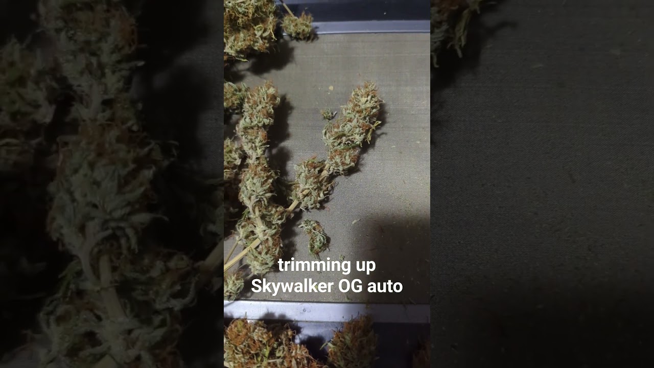 Skywalker OG auto. a little skunky. very smooth smoke. #SkywalkerOG #autoflower #cannabis
