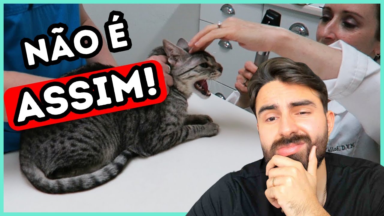 Se Um Veterinário Usar ISSO Com Seu Gato, NUNCA MAIS Volte Nele!