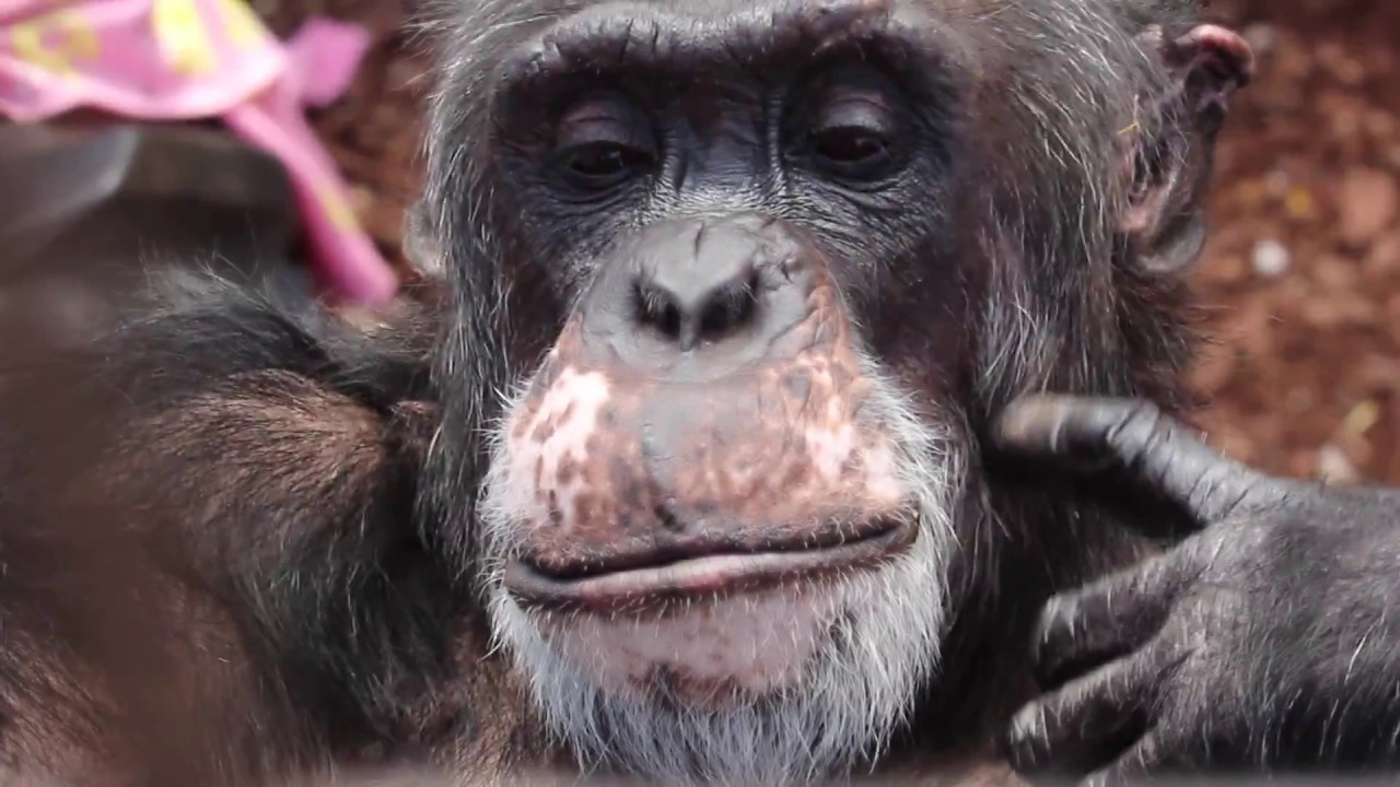 In honor of Burrito Chimpanzee on National Burrito Day