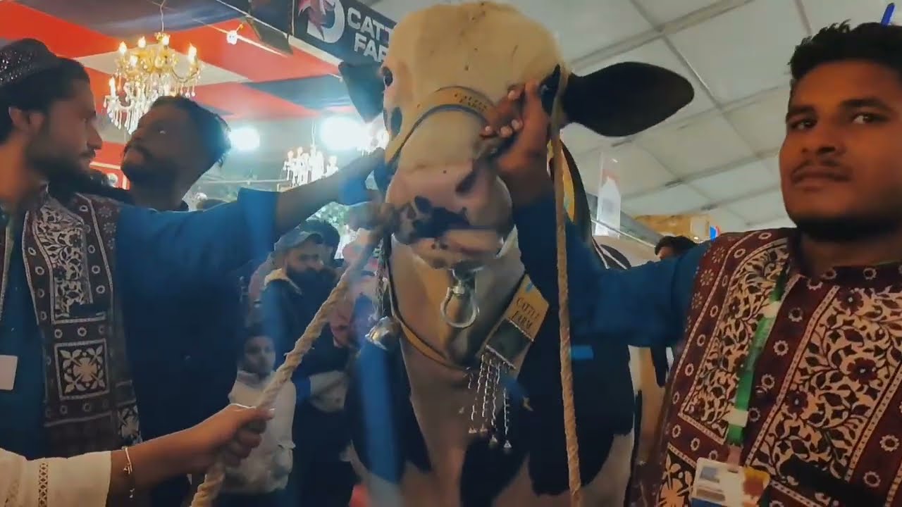 Biggest bulls in Karachi | Qurbani Collection 2025