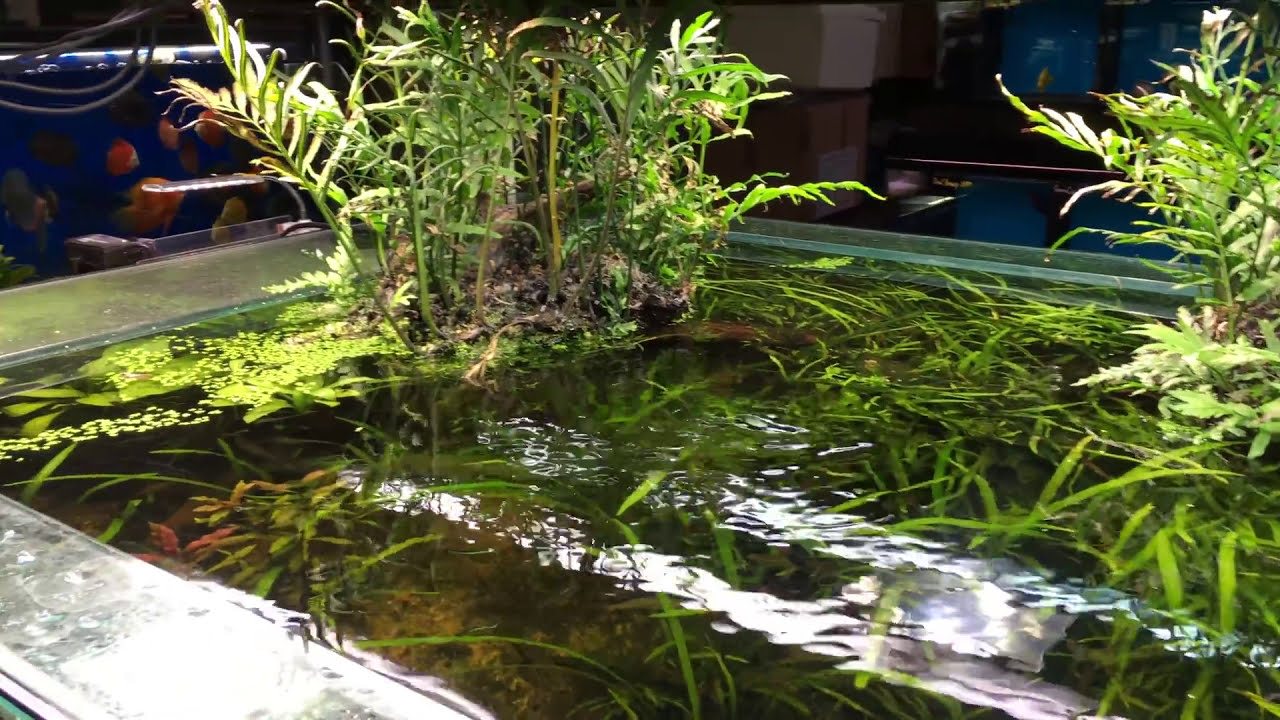 Store Tour: Nature Aquarium