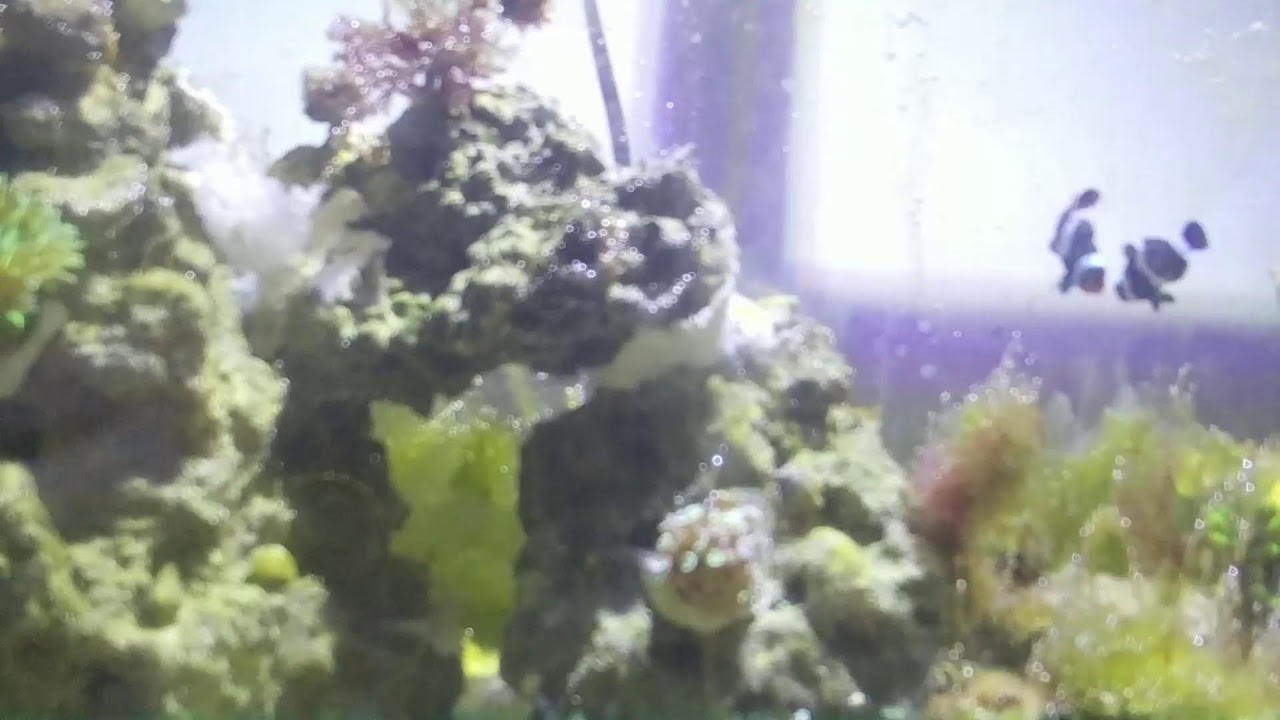 Saltwater Tank Stream!