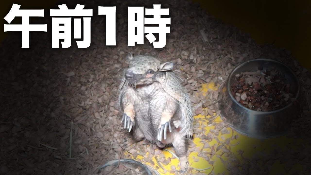 深夜だろうがお構いなしに飼い主を叩き起こすアルマジロ
