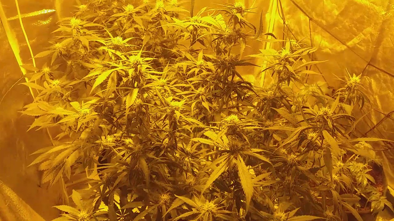 Auto blueberry
