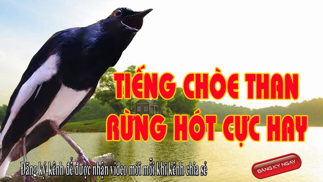 Ch&ograve;e than mộc h&oacute;t giọng rừng nghe cực hay,  Tiếng chim ch&ograve;e than rừng