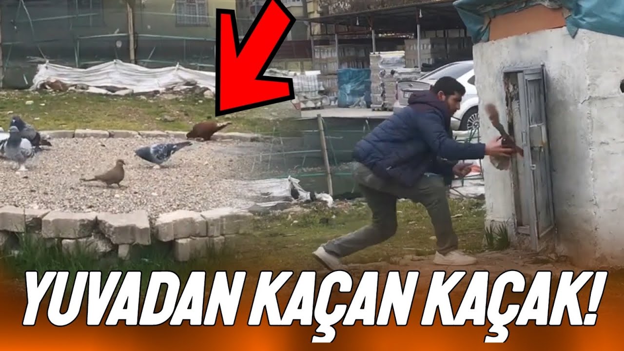 Kırmızı arkatepe kaçak #kaçak #güvercin