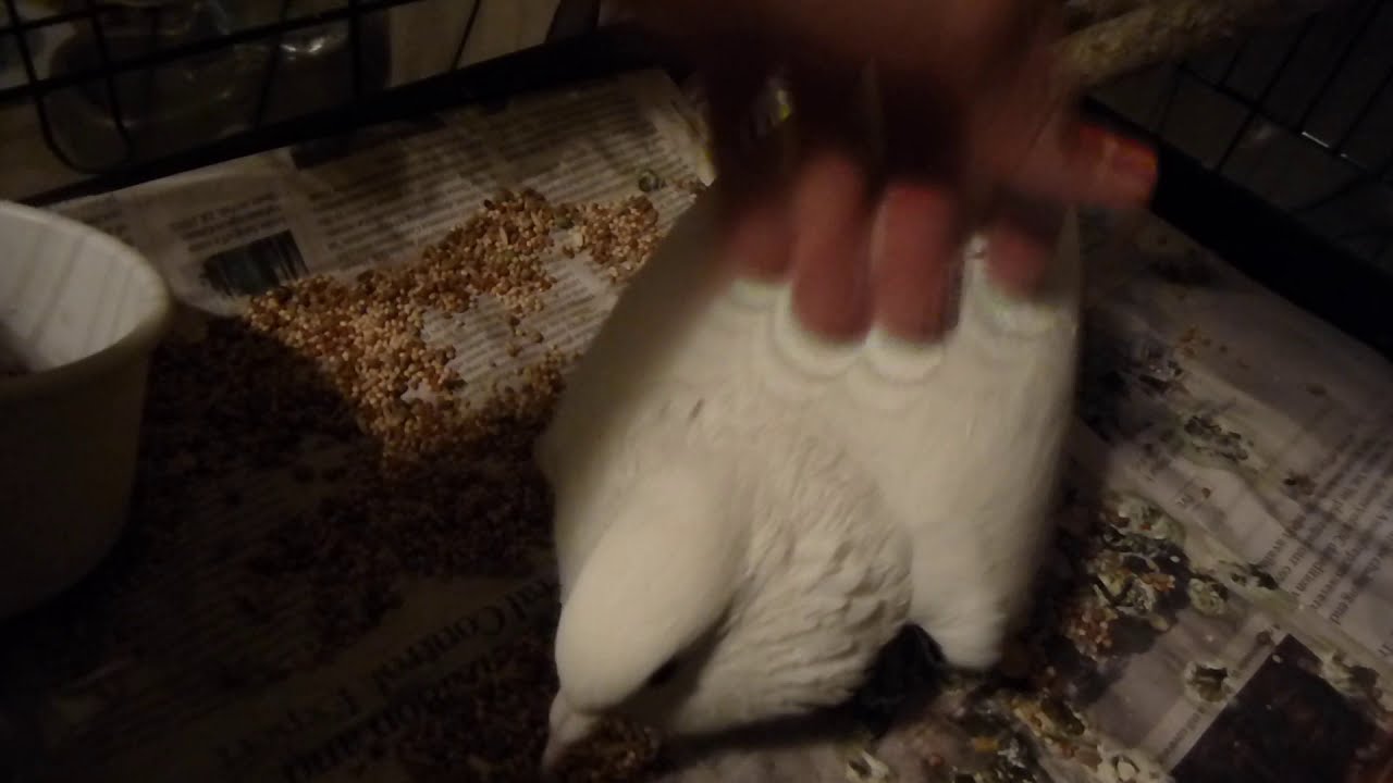 female homing pigeon cooing for attention