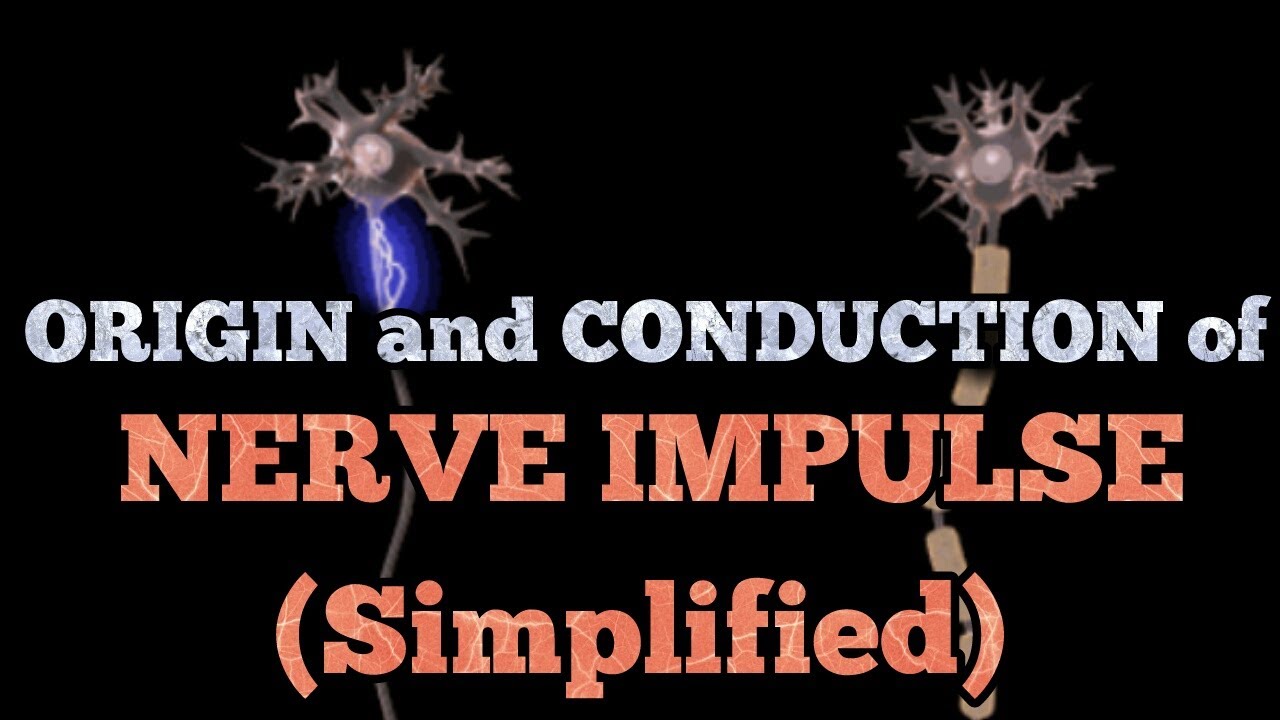 ORIGIN and CONDUCTION of nerve impulses (simplified) for NEET ,AIIMS and JIPMER.