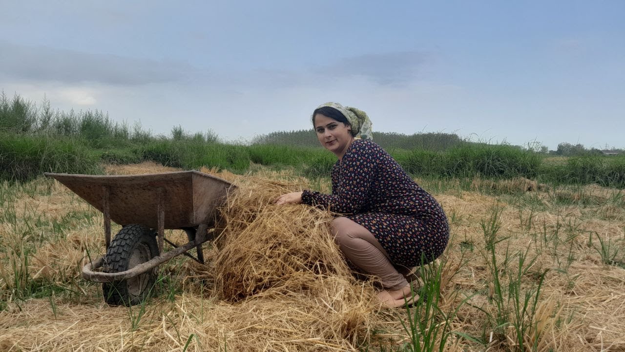 Village life in Iran/Collecting straw for sheep feed from the farm🌾🐑