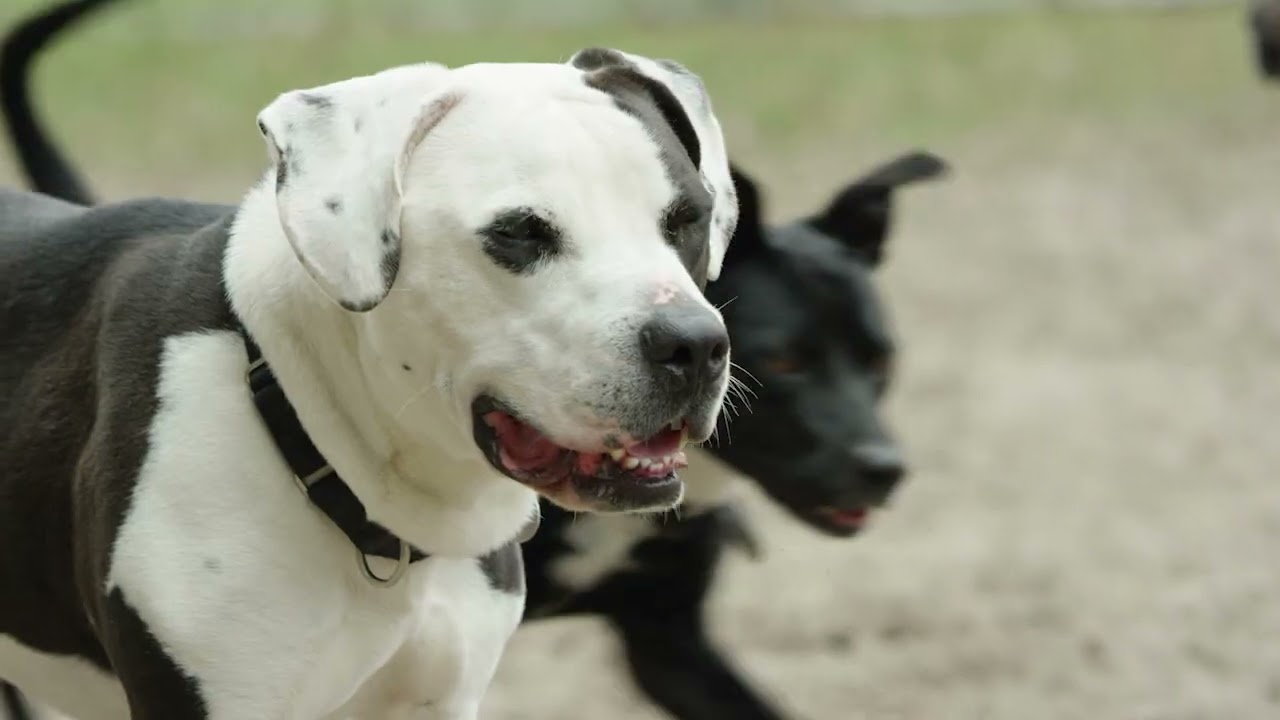 Petfinder's DPFL Play Groups