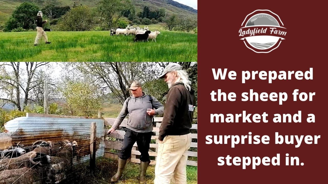 LADYFIELD FARM - Preparing Sheep For Market