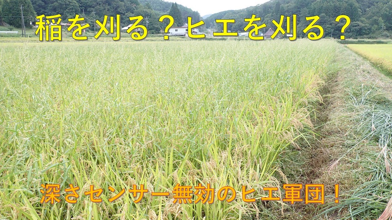 第５３０回　ヒエを刈る！！！