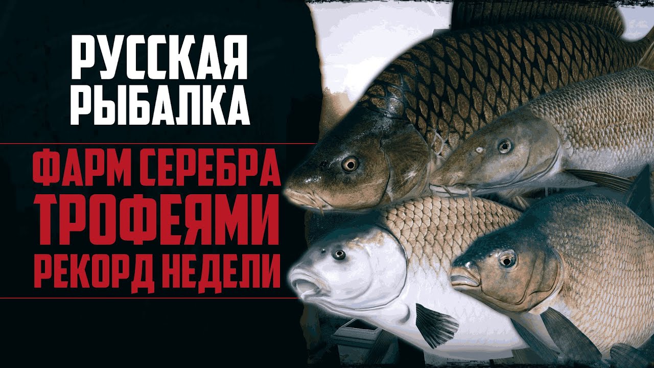Новый Путь в РР4 #7 🔴 Рекордная Рыбалка | Быстрый Фарм Серебра | Трофей за Трофеем