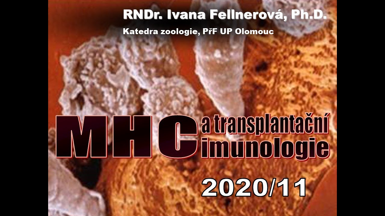 IMUNO PřF MHC a transplant imunologie