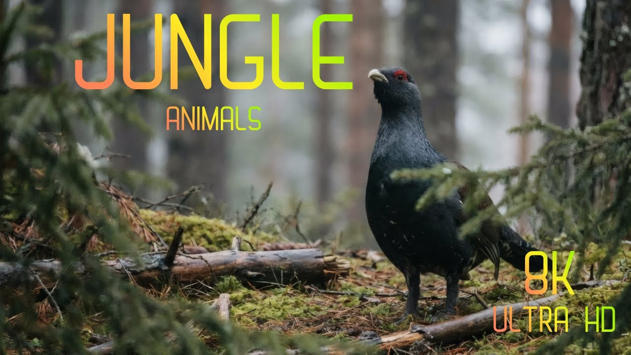 8K Cinematic Animal World – Ultra HD Wildlife with Vivid Visuals and Relaxing Natural Sounds