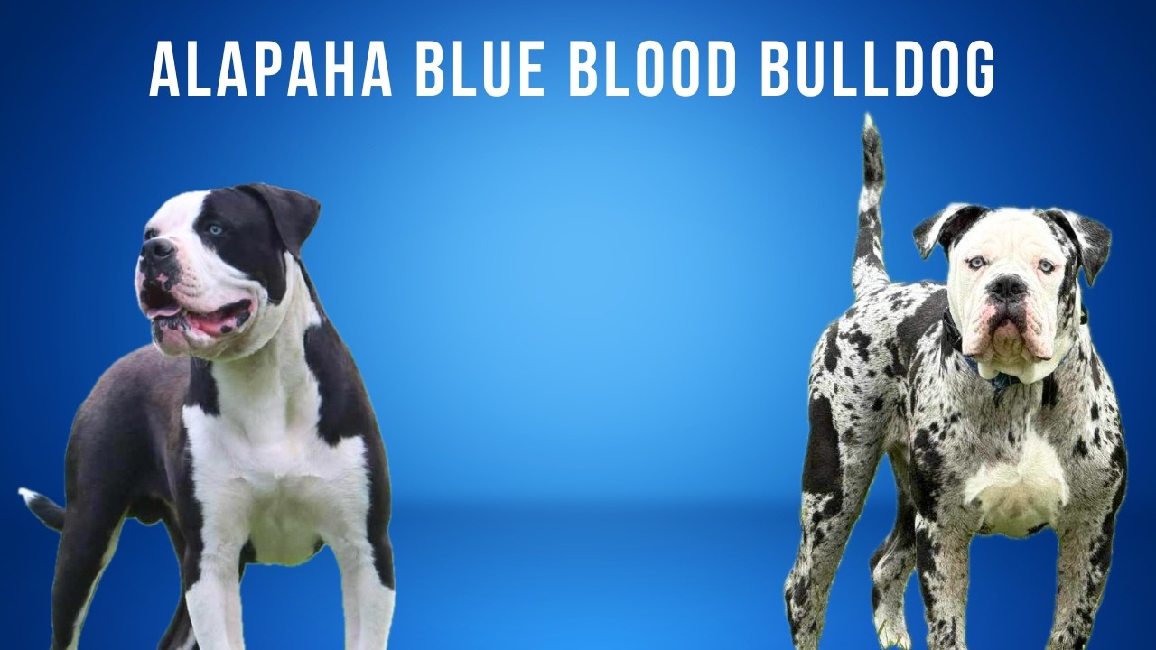 Alapaha Blue Blood Bulldog - Anna Mcnamara Kropp from Eclipse Kennel ***Fixed Audio***