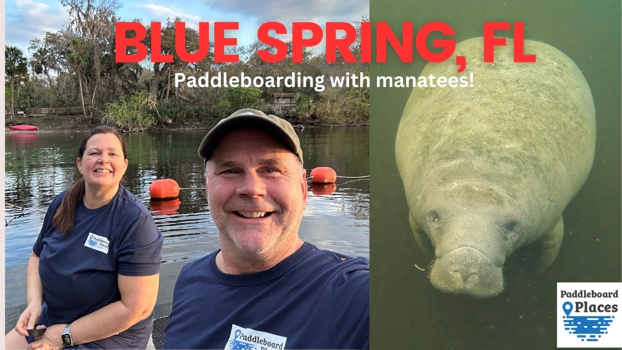 Blue Spring FL-- Paddle boarding with manatees