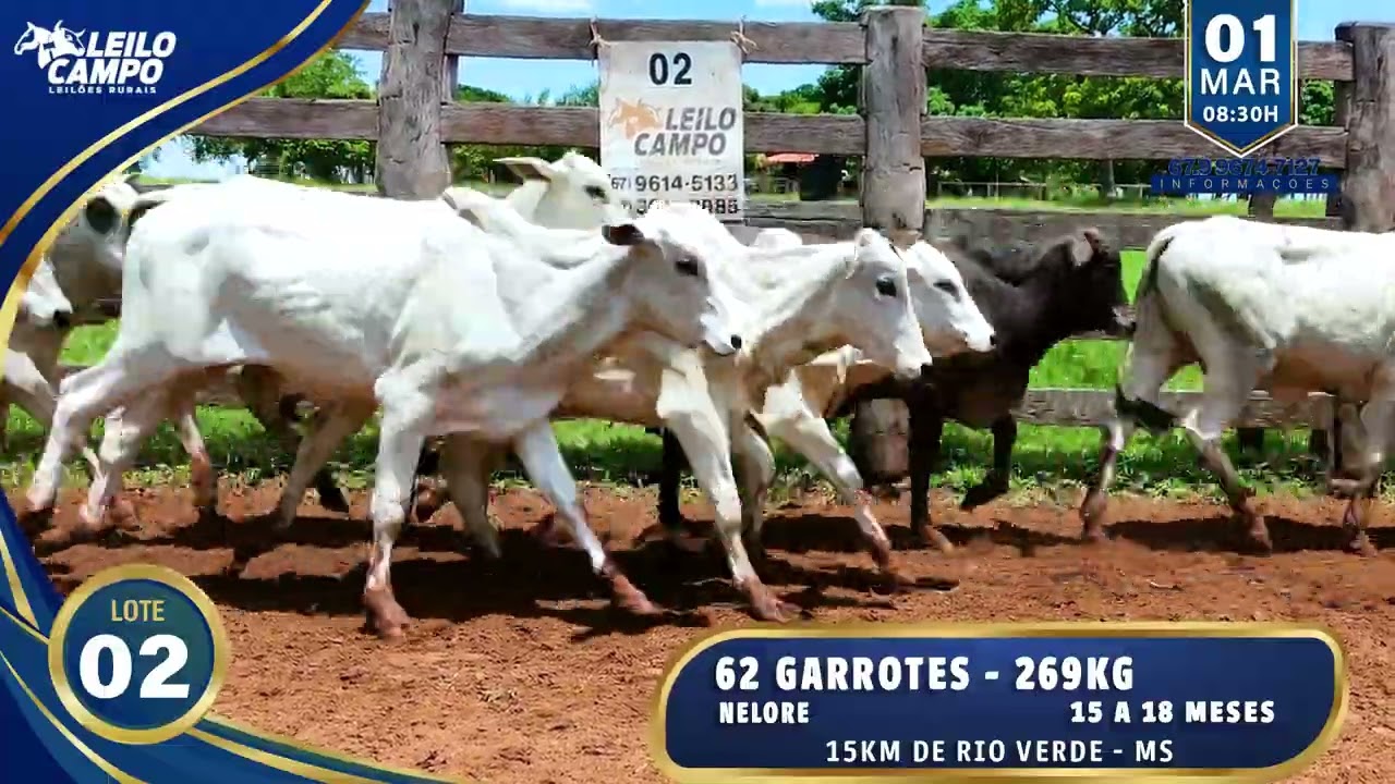 LOTE 02