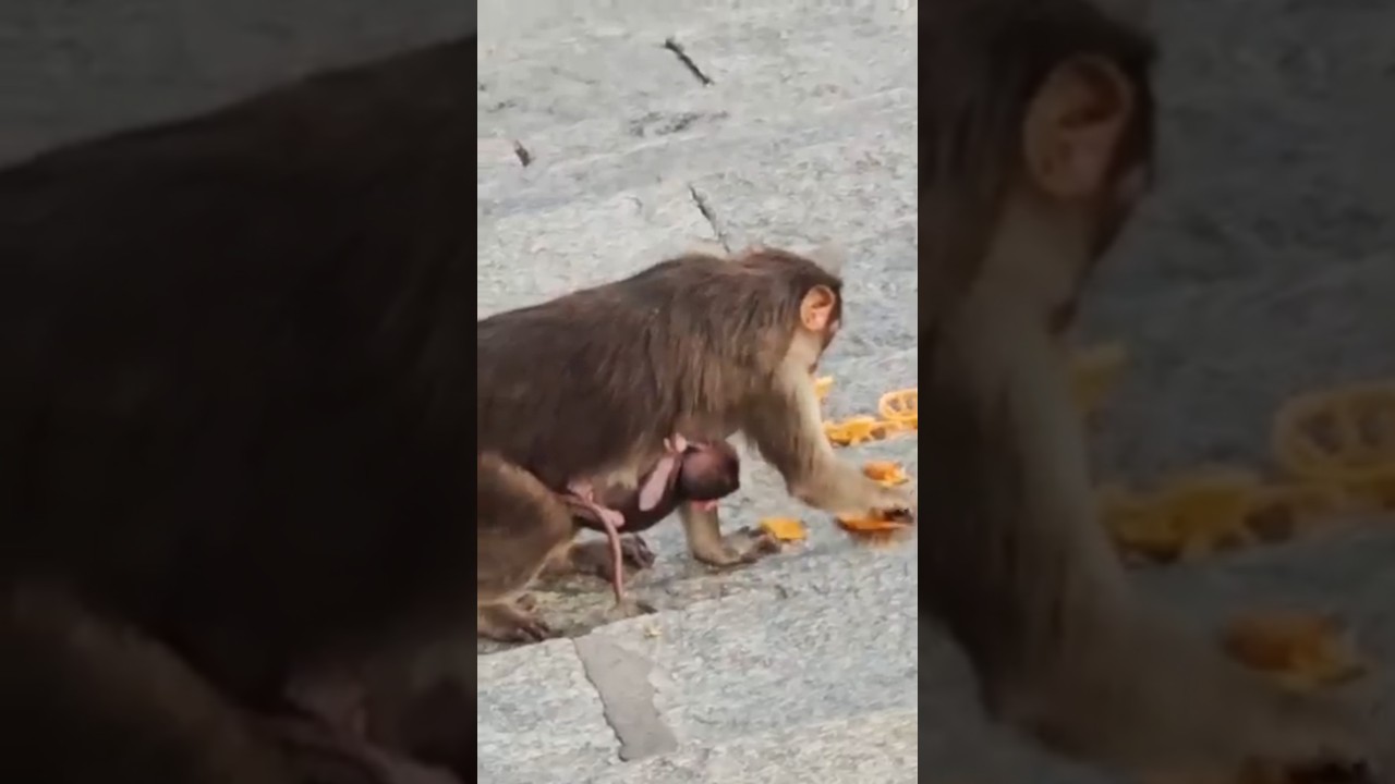 Hungry Mommy Monkey carrying cute Baby Monkey and eating chips