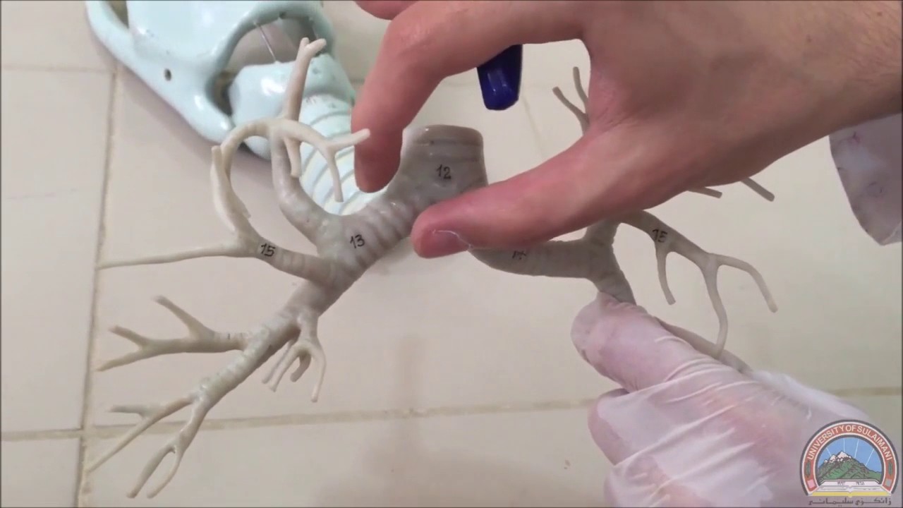 Anatomy of the Trachea (Subtitled)
