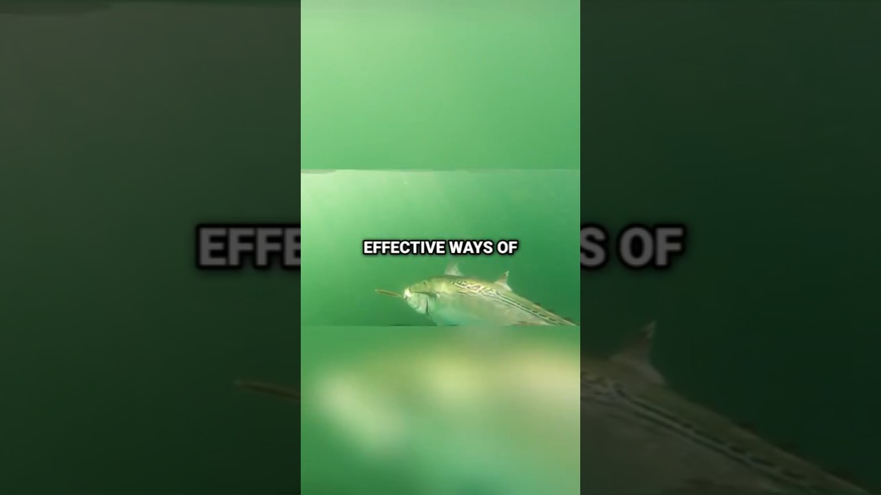 Catching False Albacore: Epoxy Jigs Strategy Guide