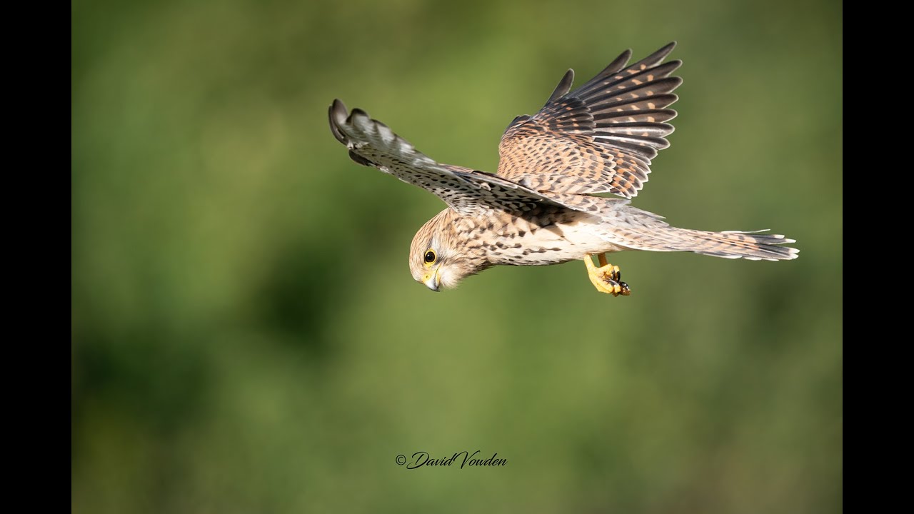 Kestrel hovering , wildlife photography