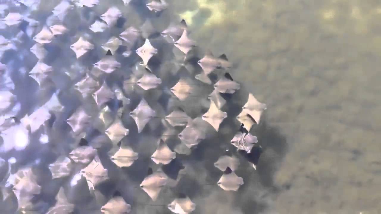 Cardume de arraias ((stingrays shoal))