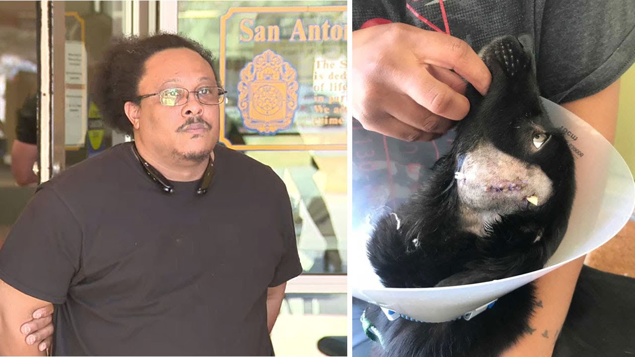 PERP WALK: Suspect accused of stabbing, pulling dog's teeth