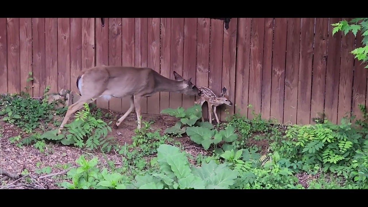 A MOTHER DEER AND HER BABY ON THE W&OD TRAIL(W&OD ట్రైల్‌లో ఒక తల్లి జింక మరియు దాని పిల్ల)