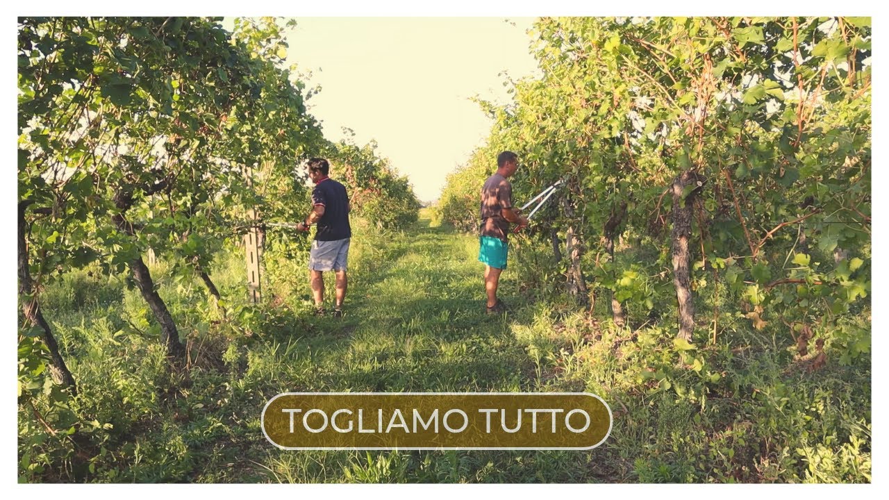INIZIAMO ad ESTIRPARE il VIGNETO più ANTICO che ABBIAMO 😰✂️🪚