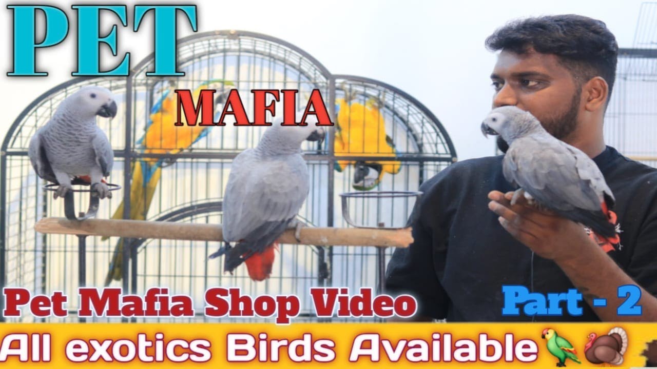 Pet Mafia Tamed Hand feed Birds Available / Kolathur farm tour/All the type cage available for sales