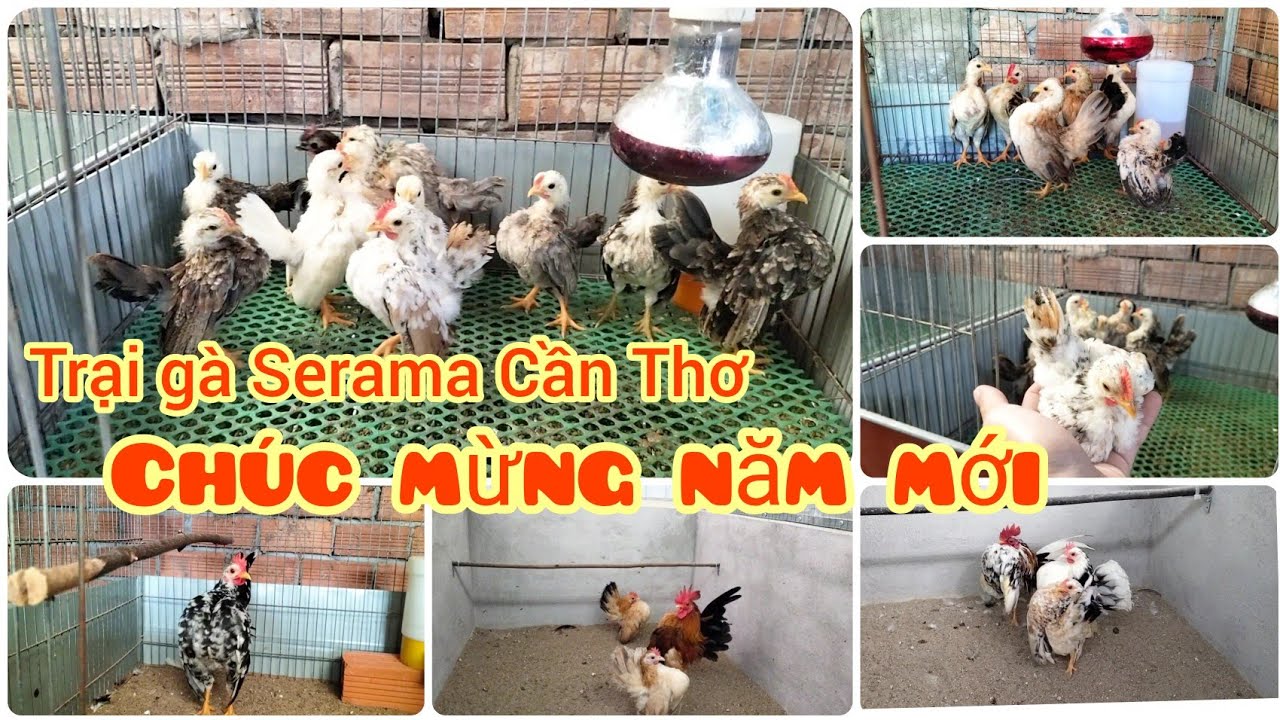 Chúc mừng năm mới 2025, cùng ngắm gà đẹp và chill chill nhé | Trại gà Serama Cần Thơ.
