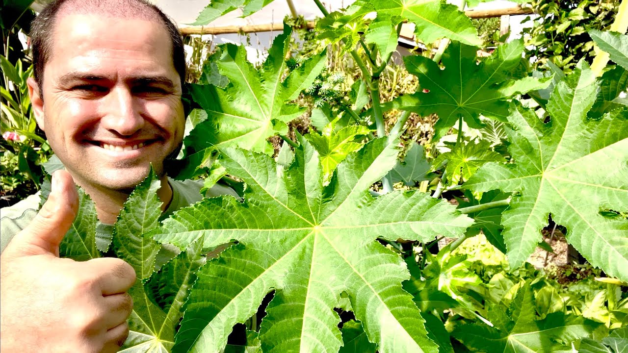 MAMONA PARA CONTROLE DE NEMATÓIDES NA HORTA