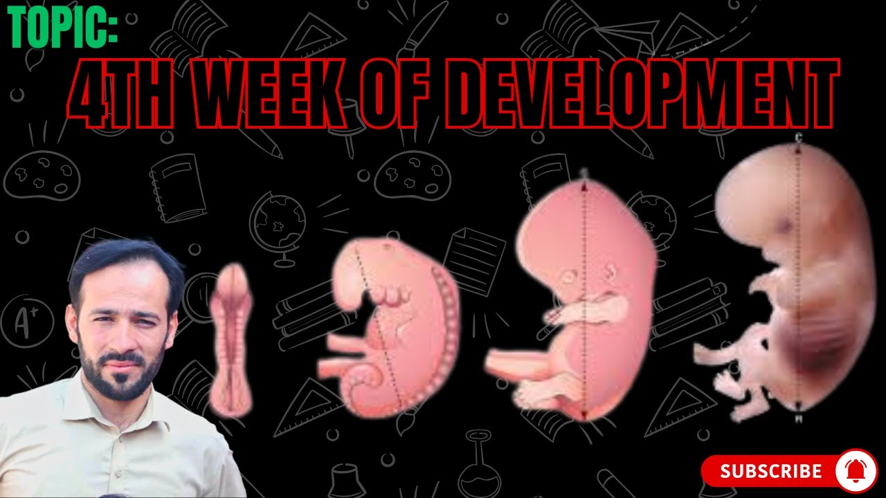 4th Week of Development | Embryology | 4th week of Embryo Development | 4th week pregnancy | part-2