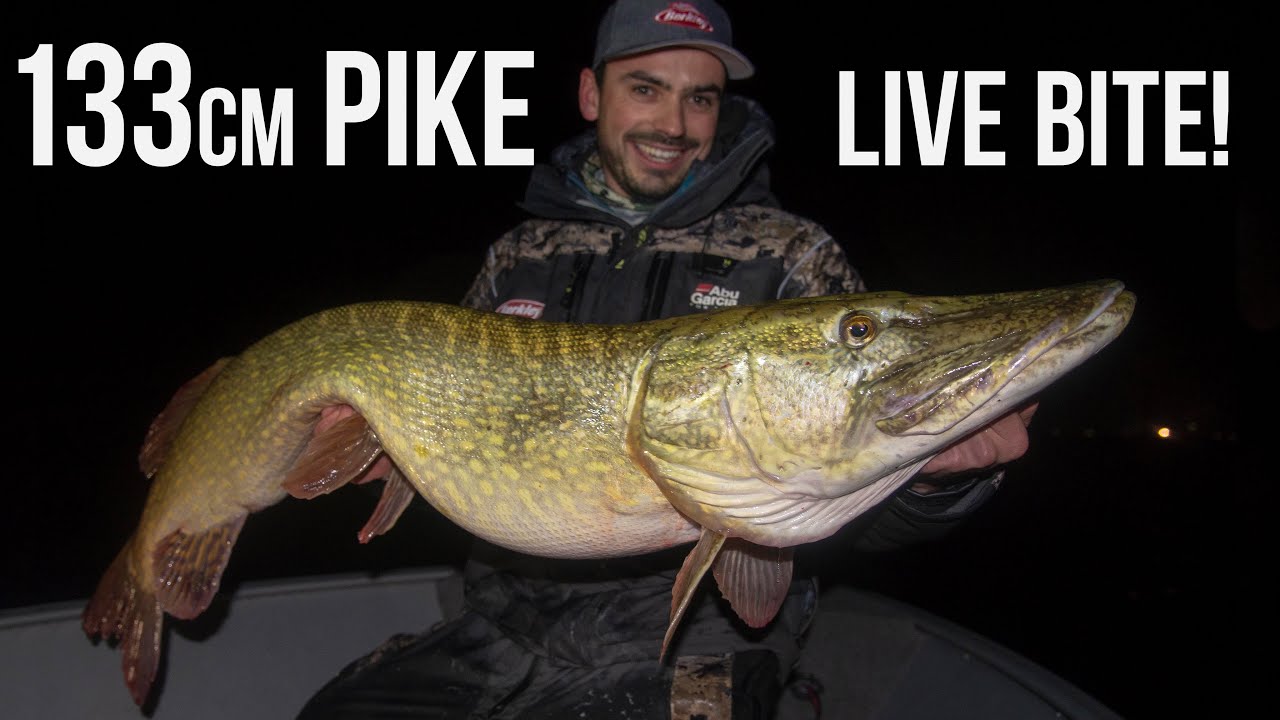 NIEUW PR! 133cm MONSTER Snoek LIVE AANBEET OP FILM!