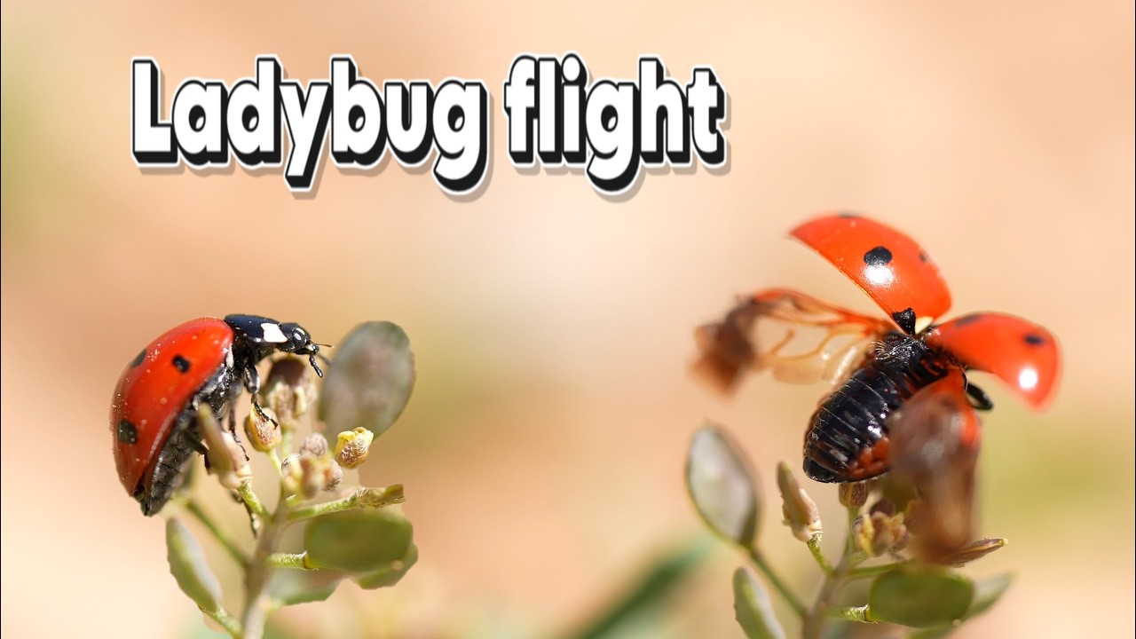 Magical Ladybugs: Up Close in Spain