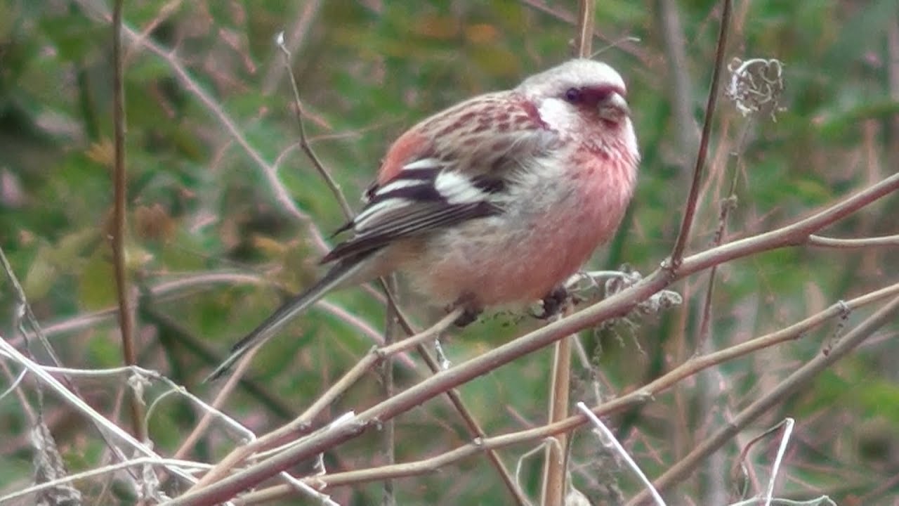 ベニマシコ（♂♀）の鳴き声（ぐぜり・地鳴き）&ldquo;野鳥八珍伝&rdquo;